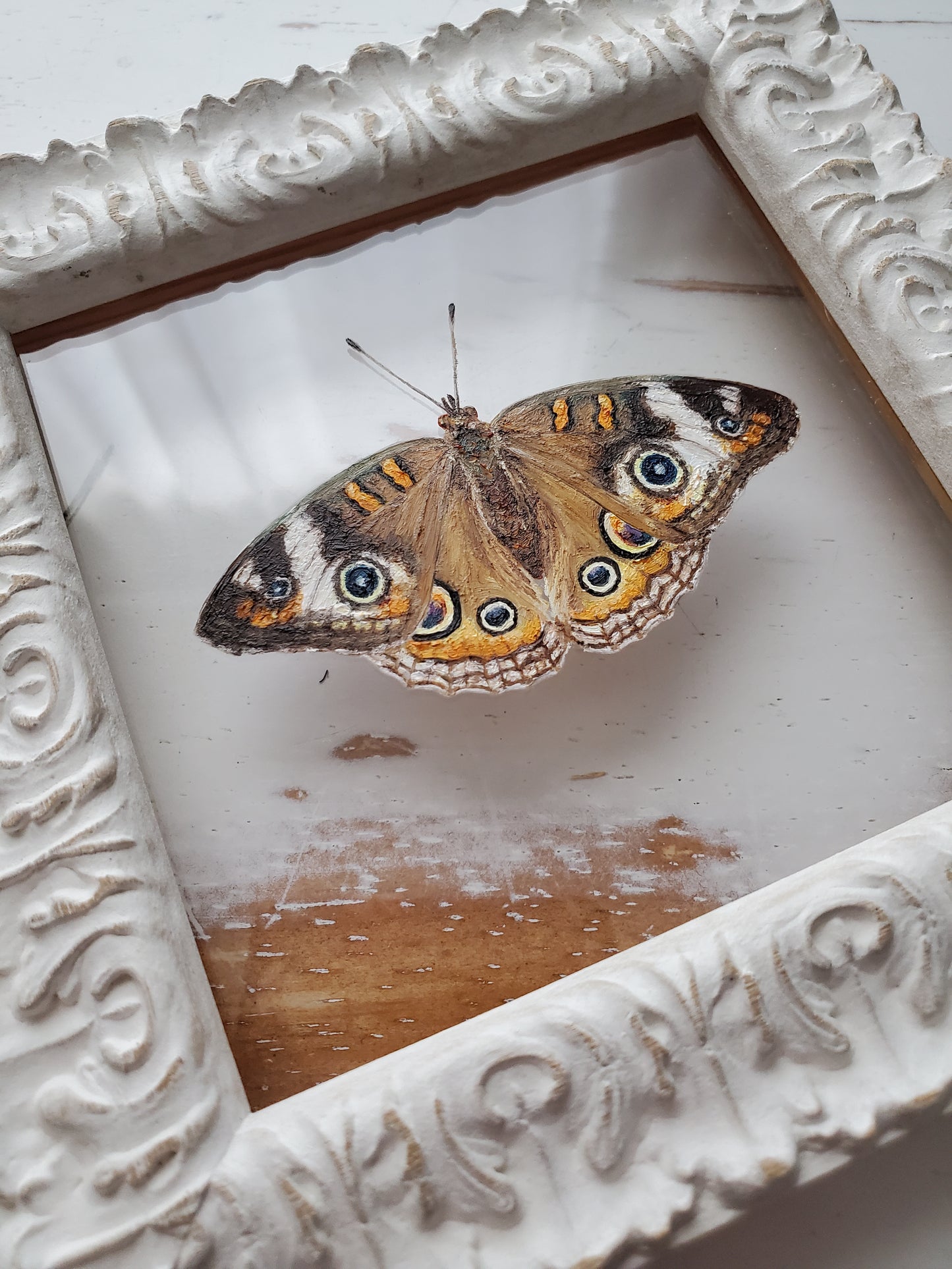 Common Buckeye