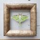 Luna Moth