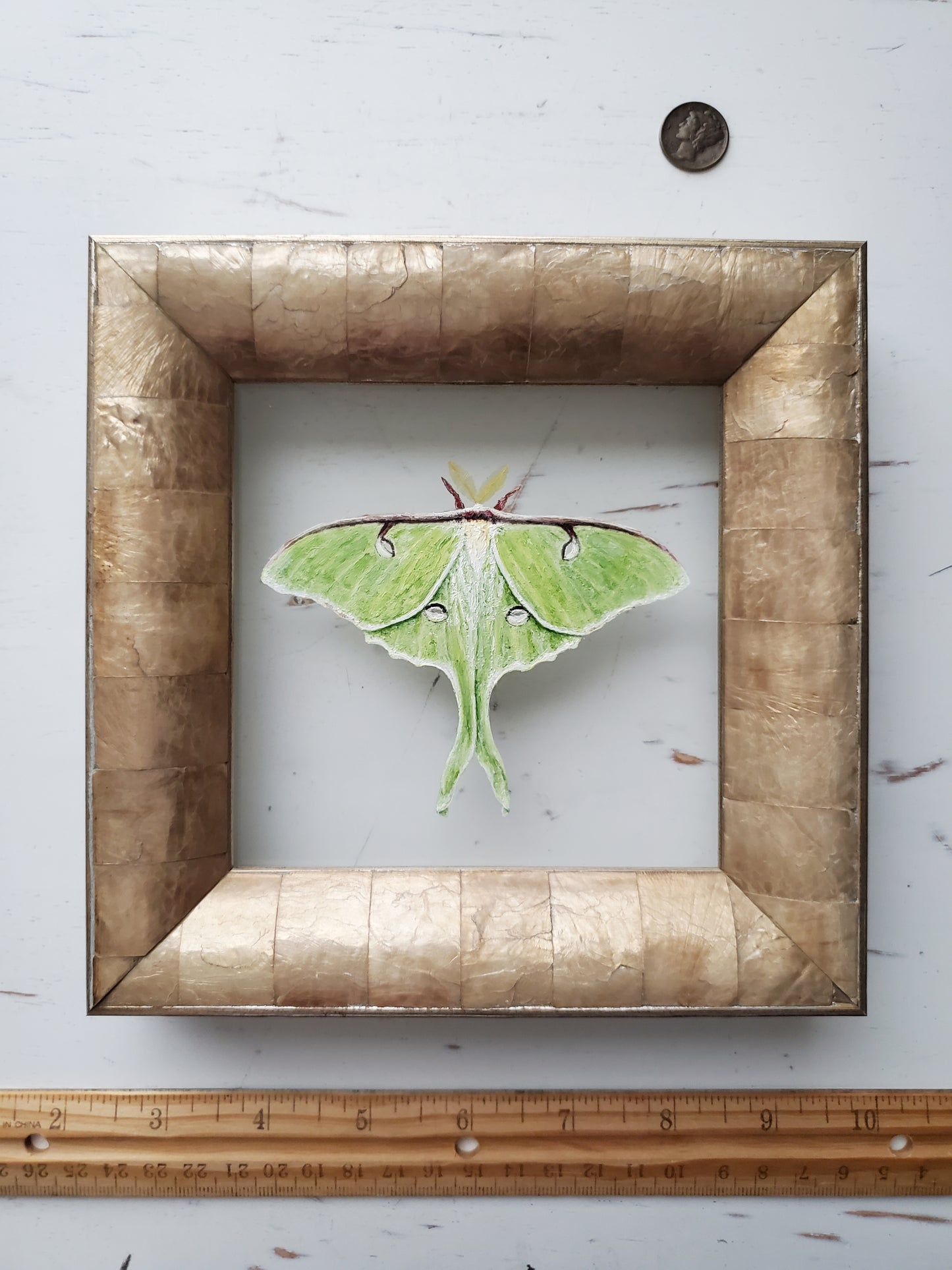 Luna Moth