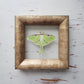 Luna Moth