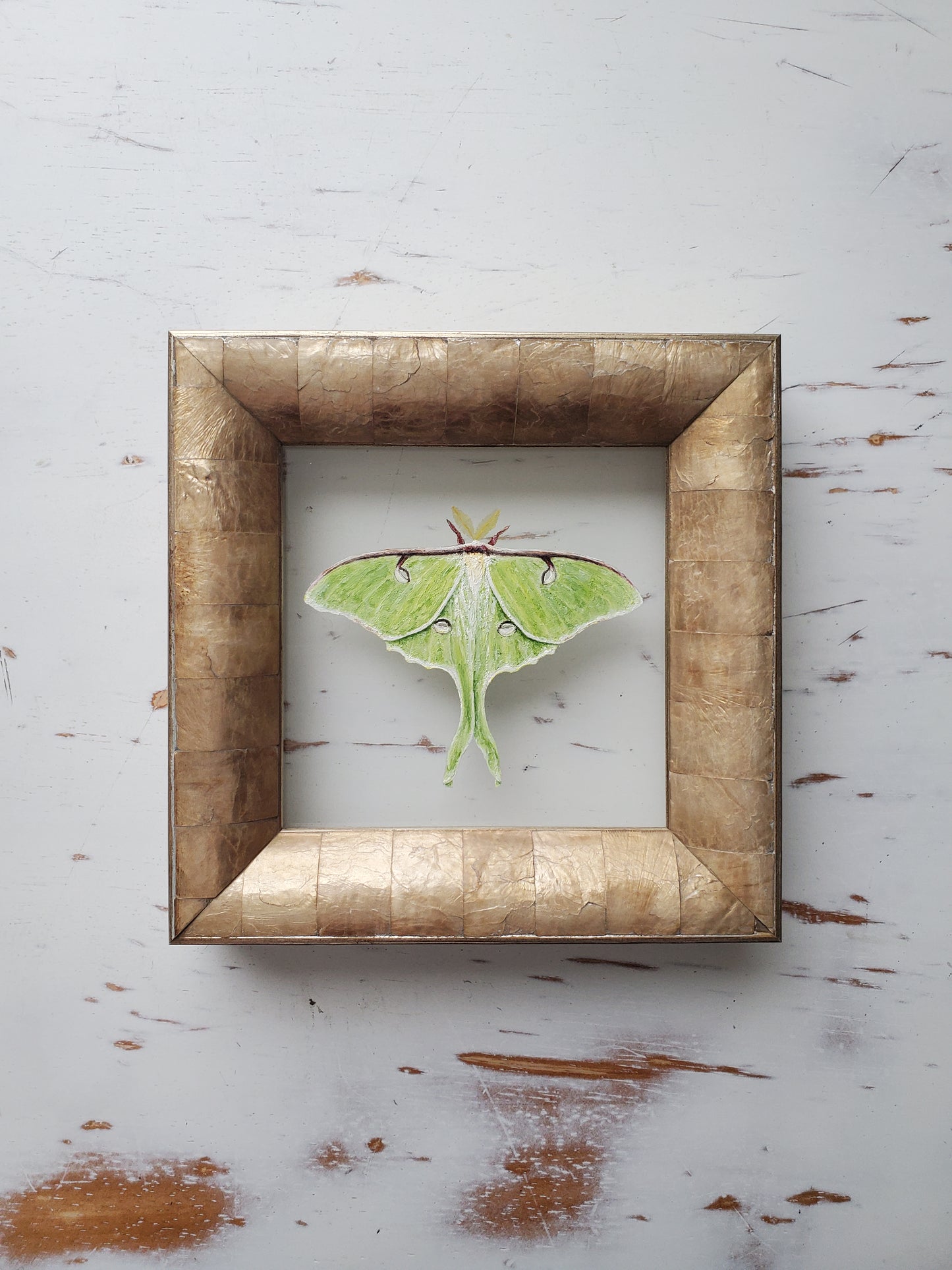 Luna Moth