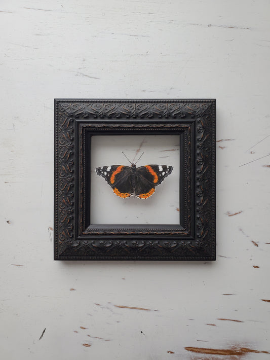 Red Admiral