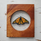 Monarch (assorted frame colors)