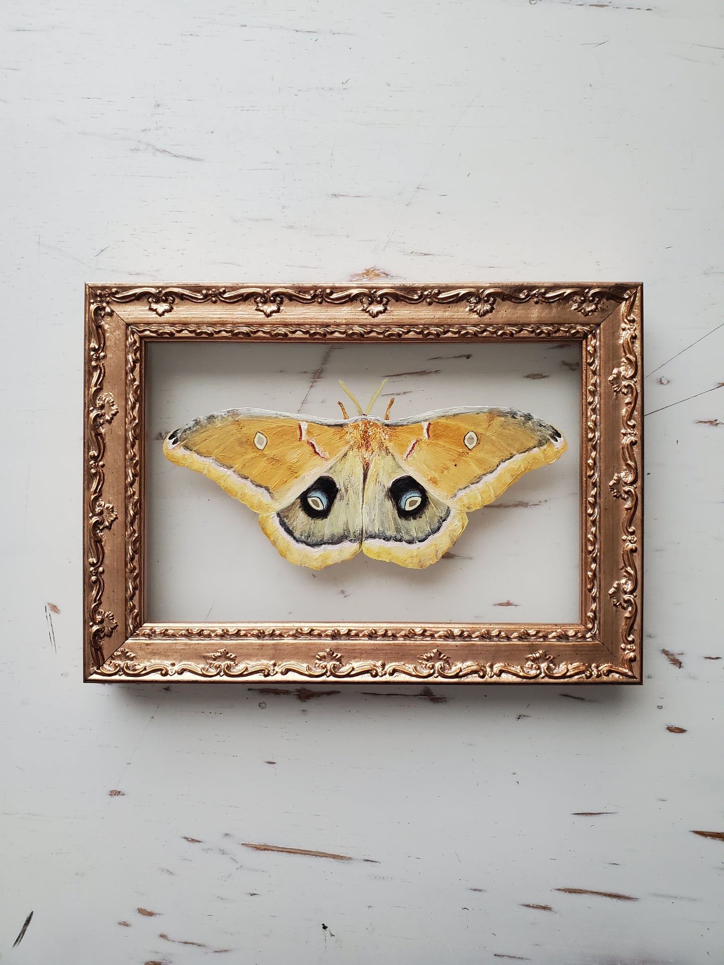 Polyphemus Moth