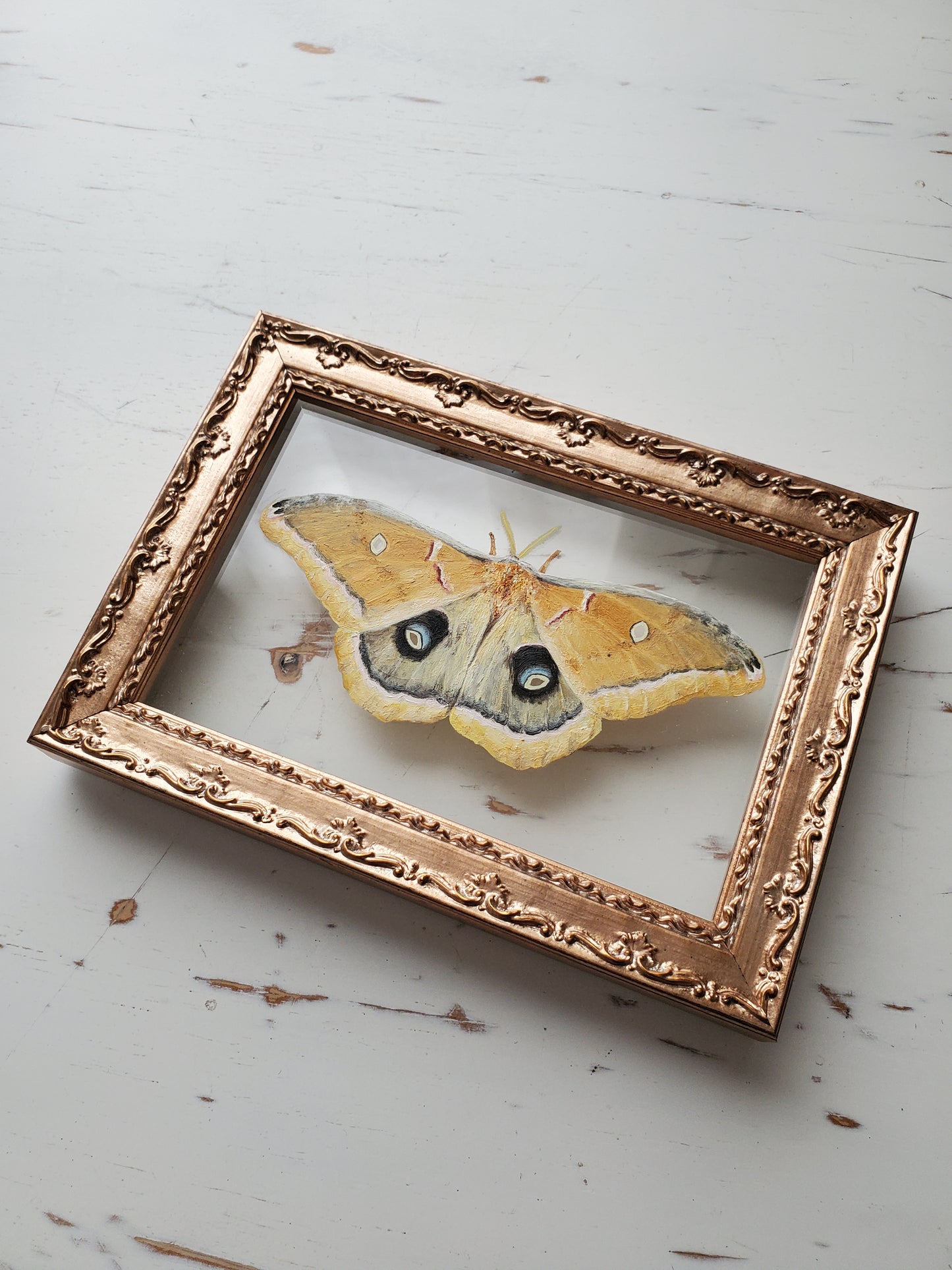 Polyphemus Moth