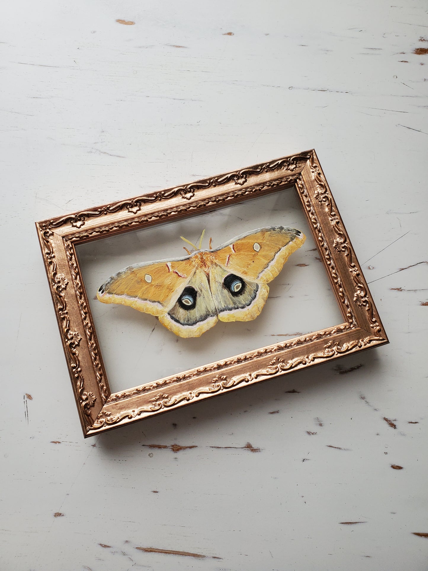 Polyphemus Moth