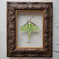 Luna Moth