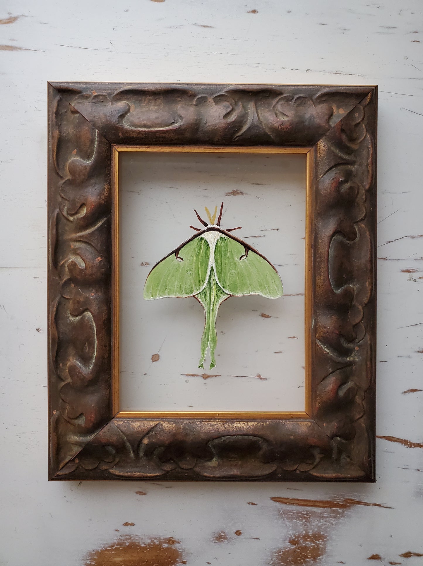 Luna Moth