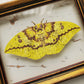 Imperial Moth