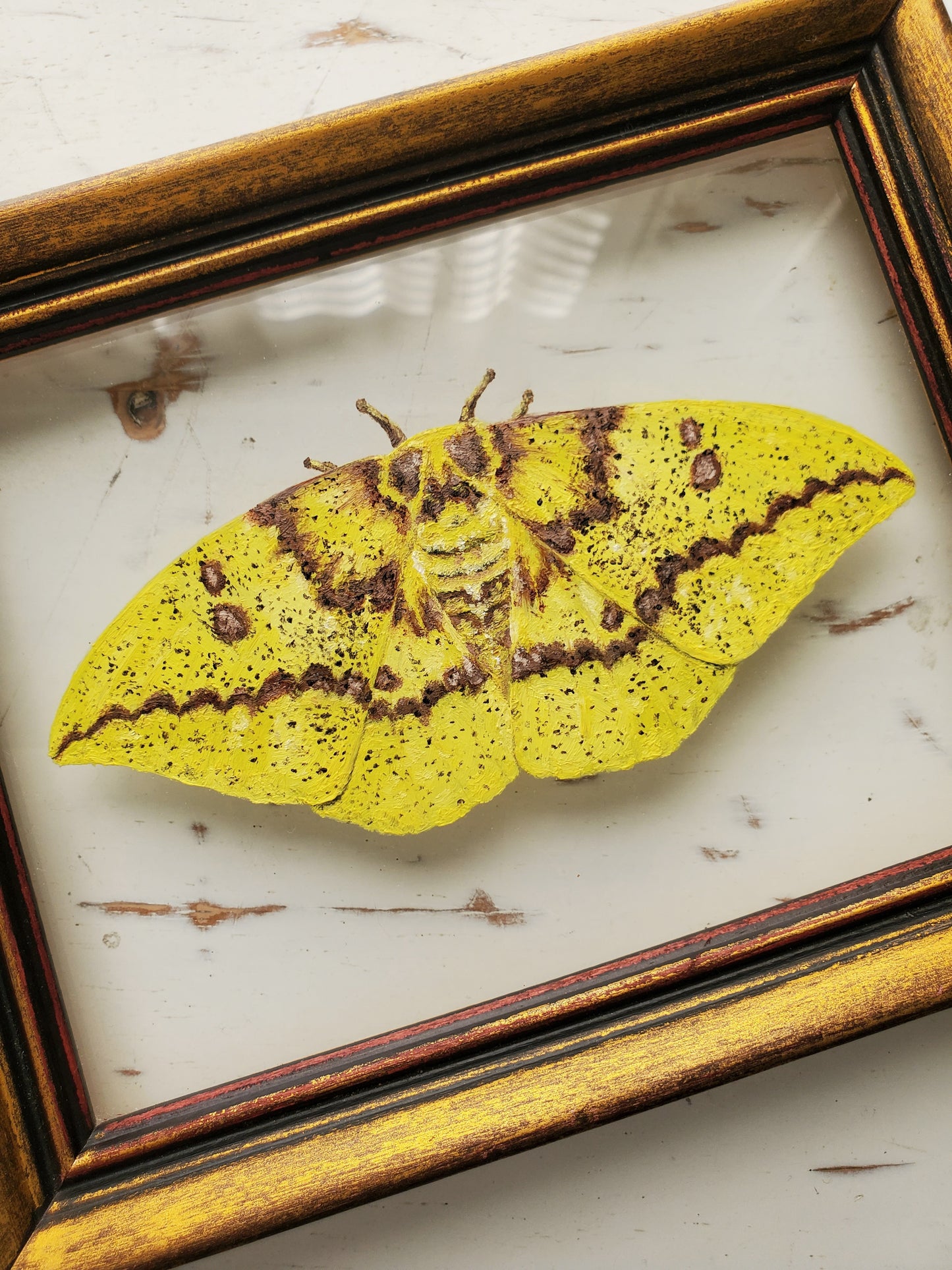 Imperial Moth