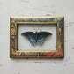 Red-spotted Purple