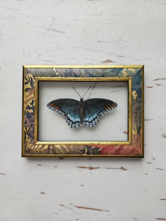 Red-spotted Purple