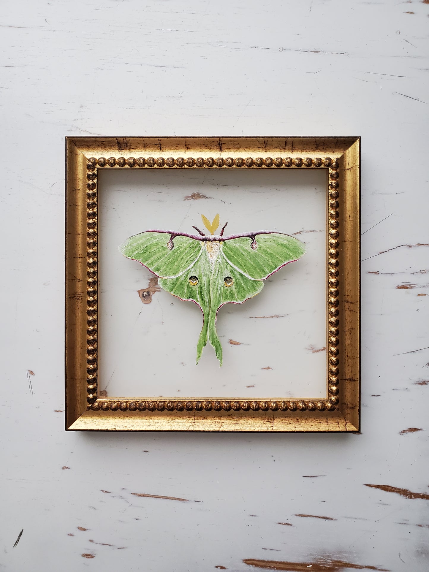Luna Moth