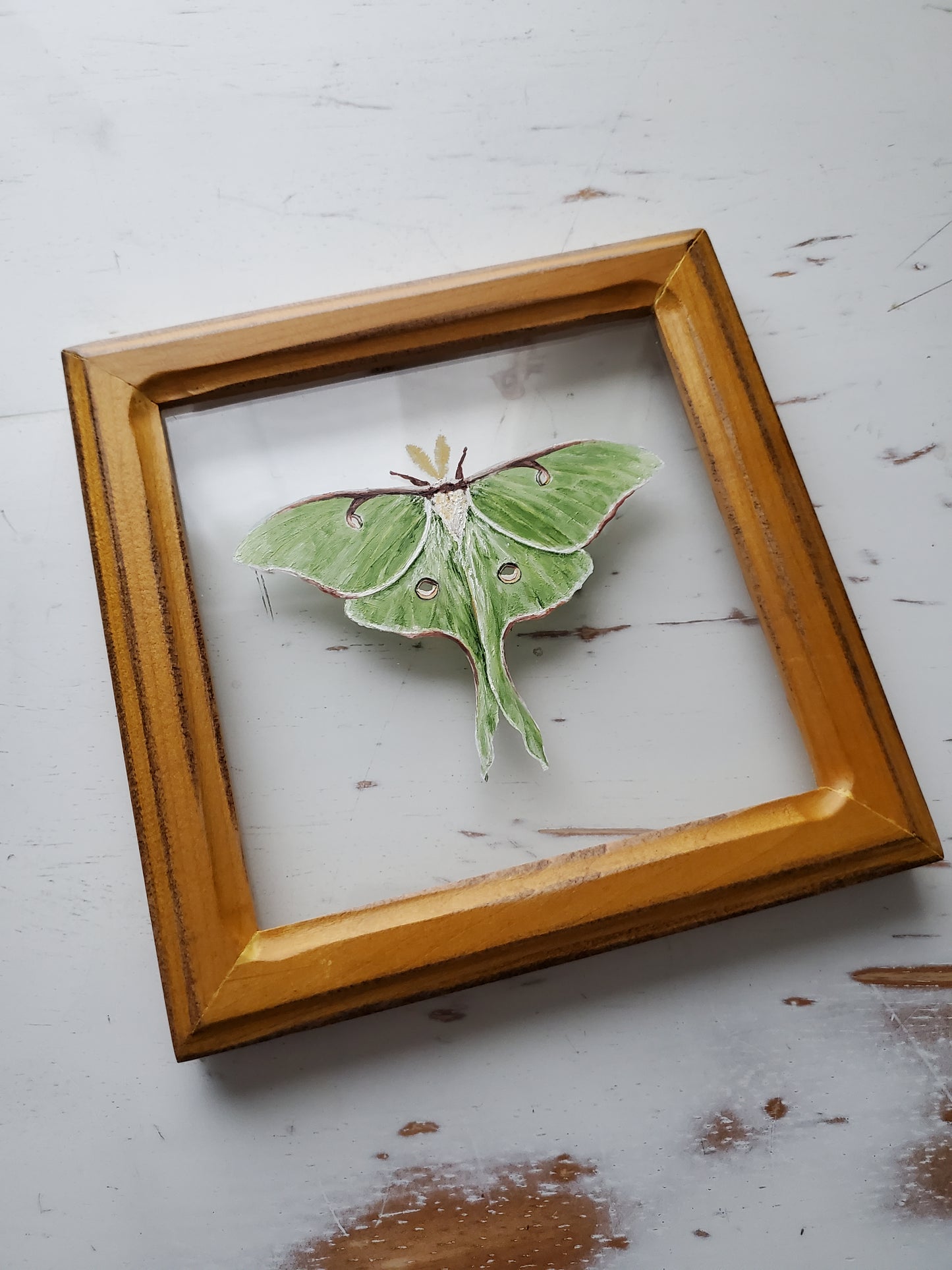 Luna Moth