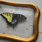 Tiger Swallowtail (Gynandromorph)