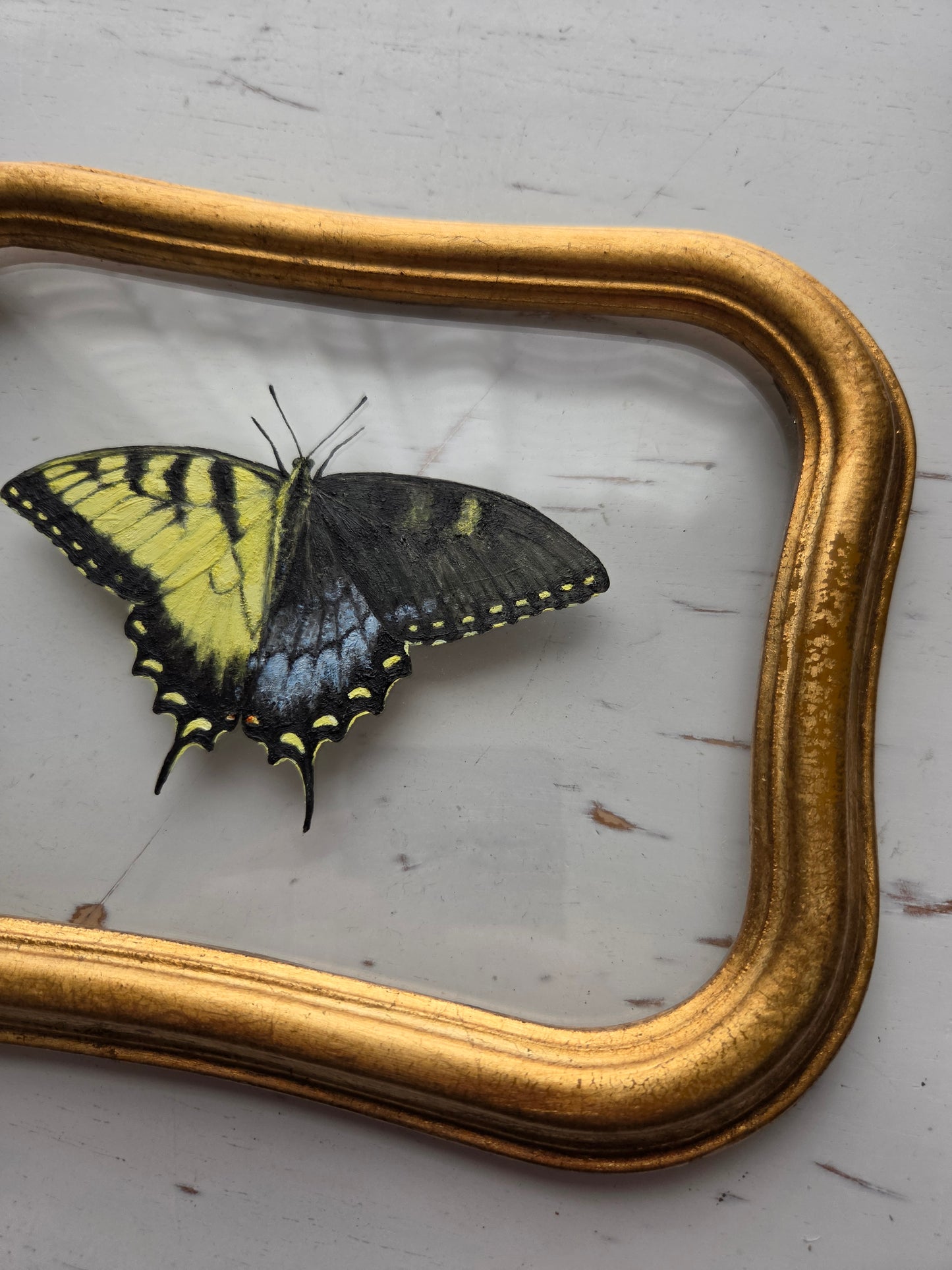 Tiger Swallowtail (Gynandromorph)
