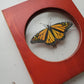 Monarch