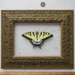 Tiger Swallowtail