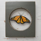 Monarch