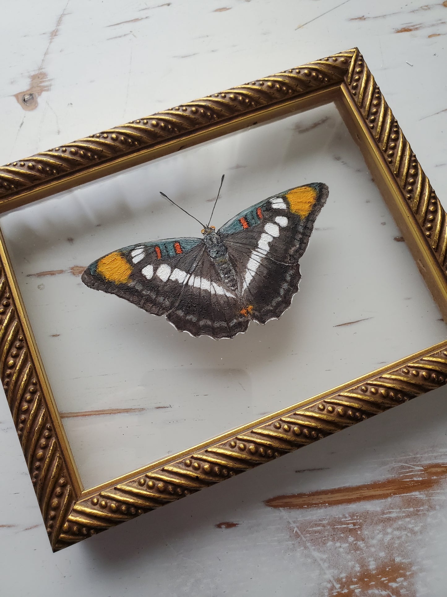 California Sister Butterfly