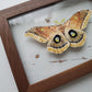 Polyphemus Moth