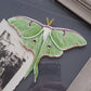 Luna Moth + Polyphemus Moth + Found Photo