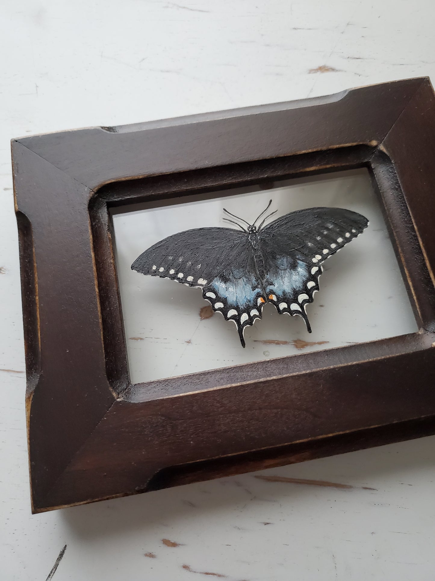 Spicebush Swallowtail