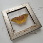 Great Spangled Fritillary