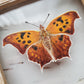 Question Mark Butterfly