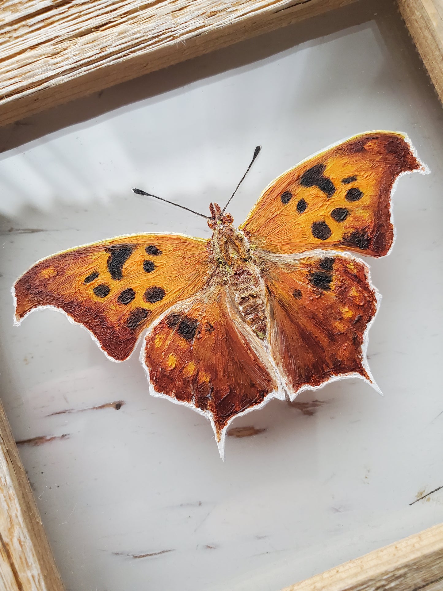 Question Mark Butterfly