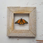 Monarch