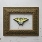 Tiger Swallowtail