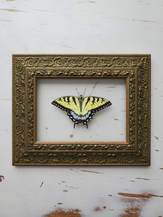 Tiger Swallowtail