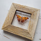 Question Mark Butterfly