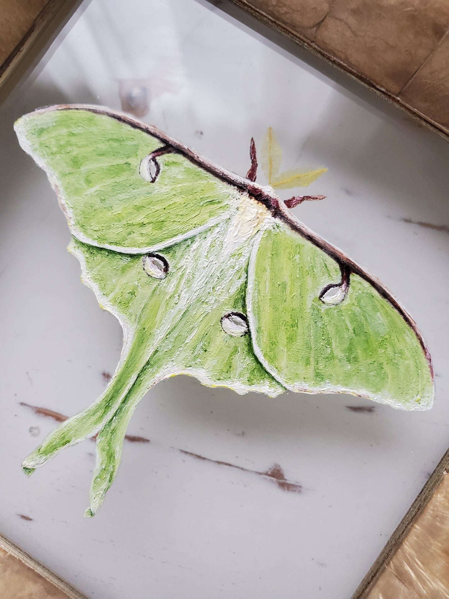 Luna Moth