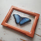 Blue Morpho