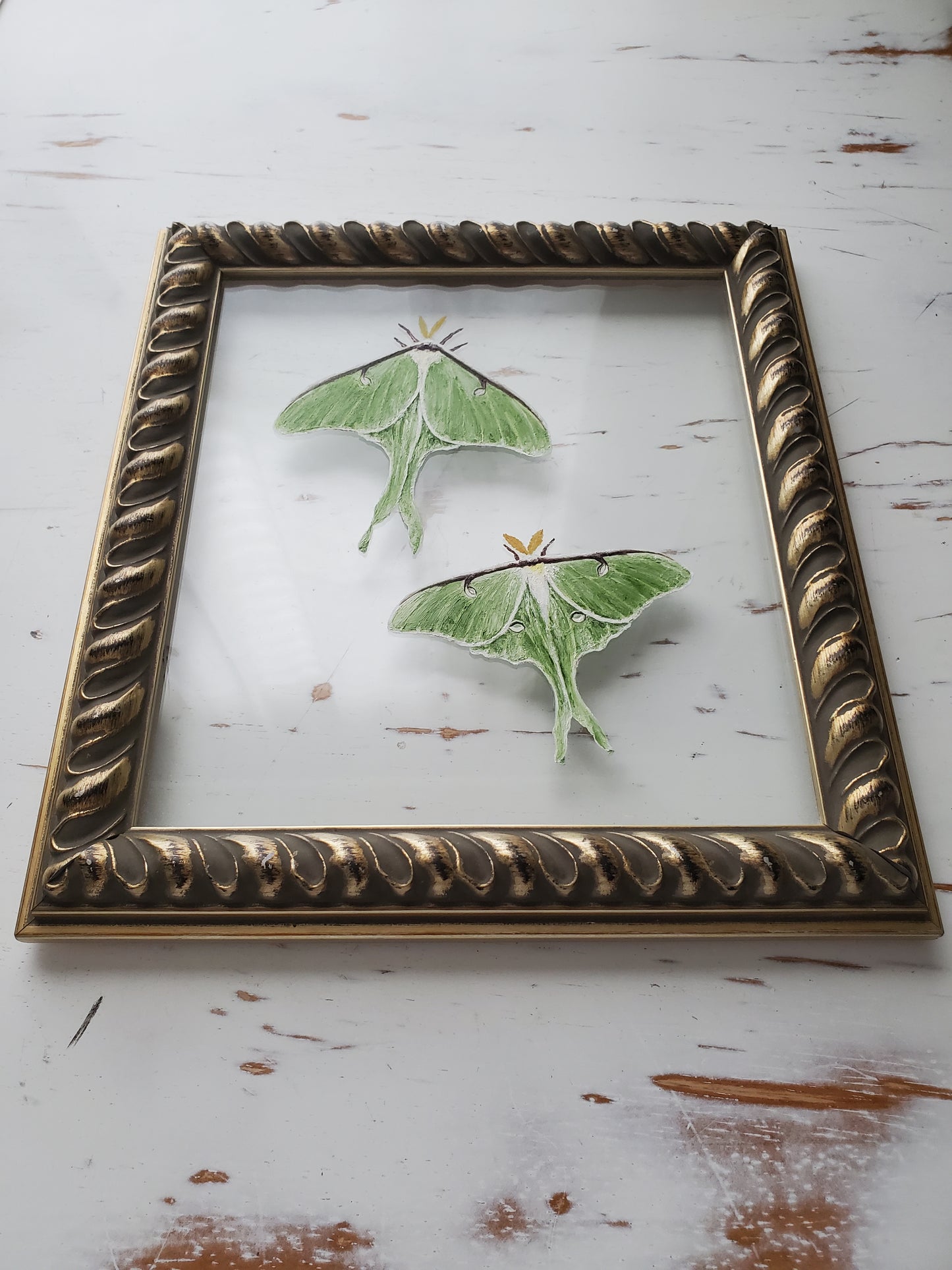 Luna Moths