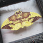 Imperial Moth