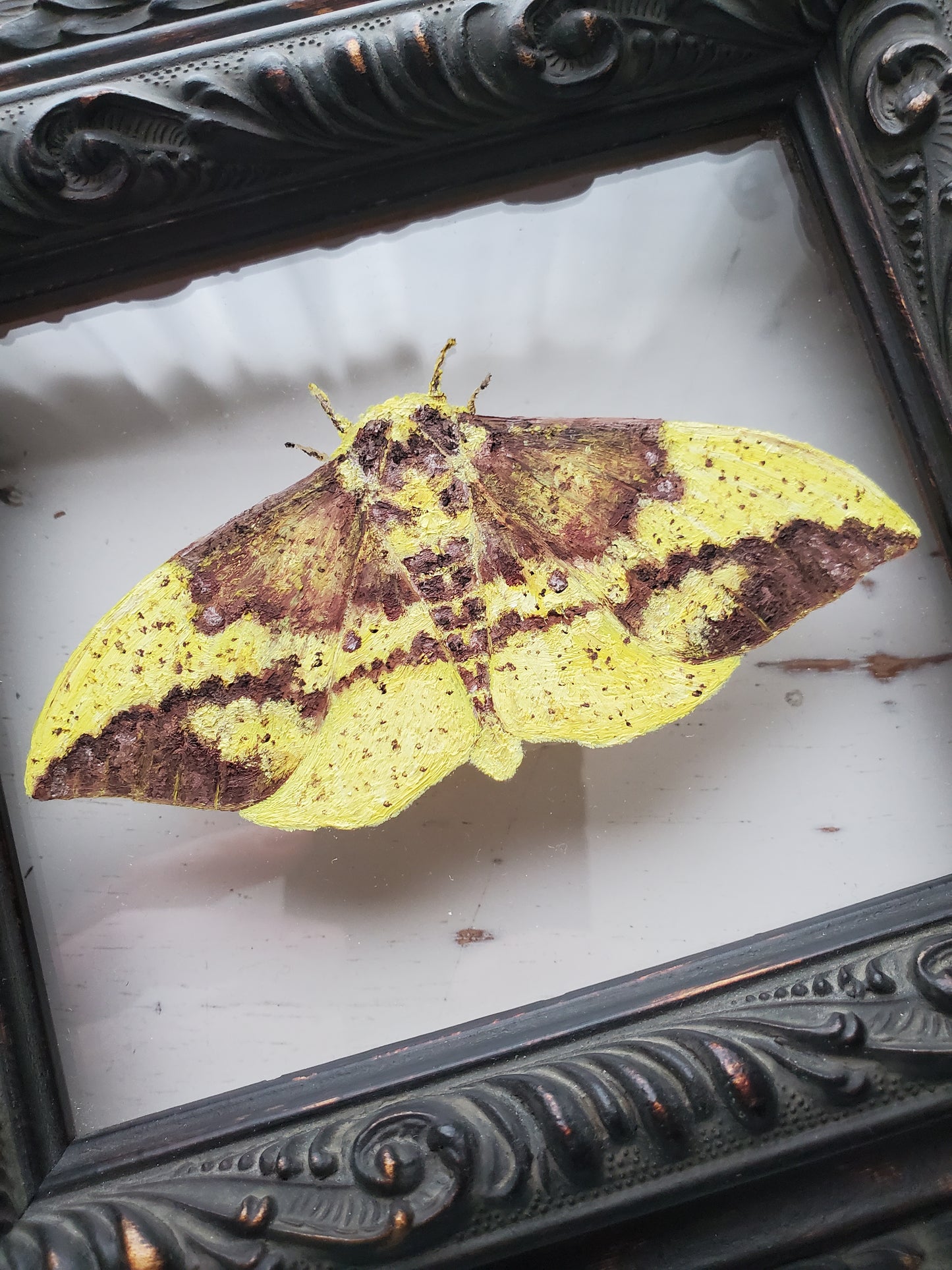 Imperial Moth