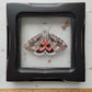 Sweetheart Underwing