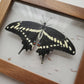 Giant Swallowtail