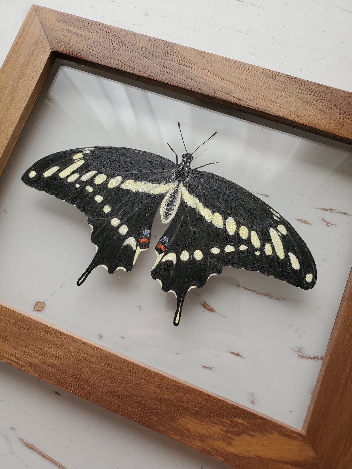 Giant Swallowtail