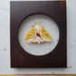 Honey Locust Moth