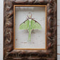 Luna Moth