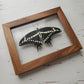 Giant Swallowtail