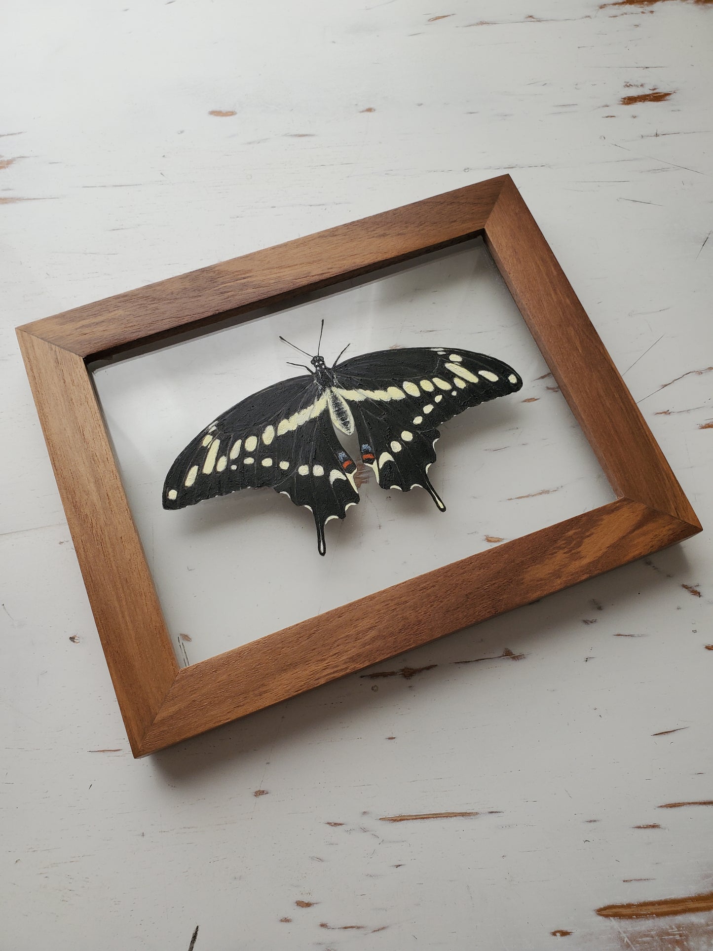 Giant Swallowtail