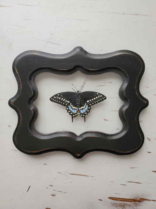 Black Swallowtail