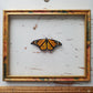 Monarch