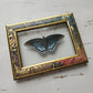 Red-spotted Purple