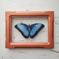 Blue Morpho
